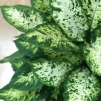 Dieffenbachia Compacta EFEKTOWNE LIŚCIE.