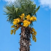 Trachycarpus fortunei MROZOODPORNA PALMA do ogrodu.