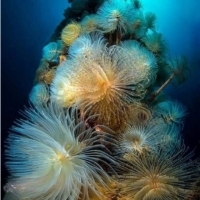 Spirographs, Mediterranean Sea, Italy