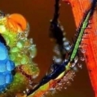 Photograph of a dragonfly filled with morning dew.