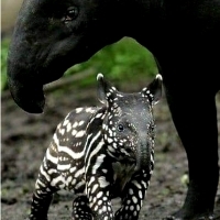 Mother and cub tapir..