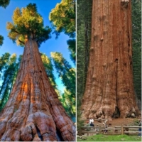 LARGEST TREE IN THE WORLD.