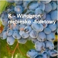 Pakiet 12 sztuk winogron szczepionych odpornych na mróz odmiany deserowej znakomicie nadające się do polskich warunków klimatycznych.