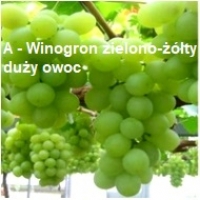 Pakiet 12 sztuk winogron szczepionych odpornych na mróz odmiany deserowej znakomicie nadające się do polskich warunków klimatycznych.