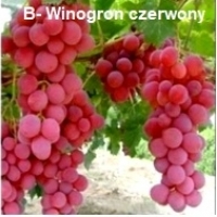 Pakiet 12 sztuk winogron szczepionych odpornych na mróz odmiany deserowej znakomicie nadające się do polskich warunków klimatycznych.