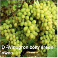 Pakiet 12 sztuk winogron szczepionych odpornych na mróz odmiany deserowej znakomicie nadające się do polskich warunków klimatycznych.