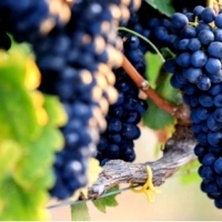 Jak i gdzie uprawiać winogrona? Winogrona to najpopularniejsze owoce na świecie. 