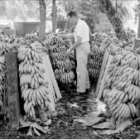 Ludzie nie mogli już uprawiać bananów…. Musieli teraz pracować dla firm i robić to na ich sposób.