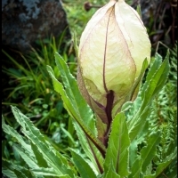 Saussurea obvallata inaczej Brahmakamal, to gatunek rośliny kwitnącej z rodziny Asteraceae.