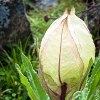 Saussurea obvallata inaczej Brahmakamal, to gatunek rośliny kwitnącej z rodziny Asteraceae.