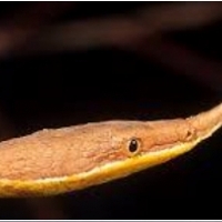 Samiec z Madagaskaru węża liściastego (Langaha madagascariensis)
