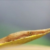 Samiec z Madagaskaru węża liściastego (Langaha madagascariensis)