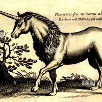 John Johnston, 1603-1675, w swojej książce Natural History z 1655, publikuje istnienie różnych gatunków jednorożców.