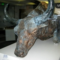 Ten bizon został znaleziony na Alasce w doskonałym stanie.