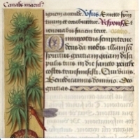 Średniowieczna marihuana medyczna.