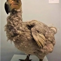 Ptak Dodo, który wyginął 399 lat temu.