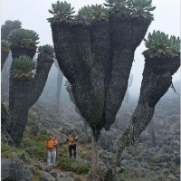 Giant Groundsels - Prehistoryczne rośliny występujące tylko na szczycie Kilimandżaro.