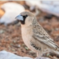 Tkacz republikański (Philetairus socius) to gatunek ptaka występujący w Afryce Południowej, Namibii i Botswanie.