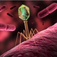 Jest to wirus bakteriofagowy, znany nauce od 1897 roku. 