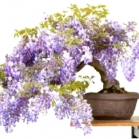 GLICYNIA CHIŃSKA (WISTERIA SINENSIS).