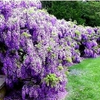 GLICYNIA CHIŃSKA (WISTERIA SINENSIS).