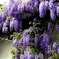 GLICYNIA CHIŃSKA (WISTERIA SINENSIS).