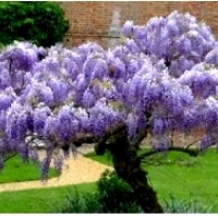 GLICYNIA CHIŃSKA (WISTERIA SINENSIS).