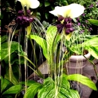 KWIAT NIETOPERZA BIAŁY (TACCA INTEGRIFOLIA NIVEA).