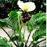 KWIAT NIETOPERZA BIAŁY (TACCA INTEGRIFOLIA NIVEA).