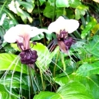 KWIAT NIETOPERZA BIAŁY (TACCA INTEGRIFOLIA NIVEA).