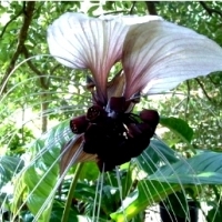 KWIAT NIETOPERZA BIAŁY (TACCA INTEGRIFOLIA NIVEA).