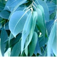 EUKALIPTUS TASMAŃSKI (EUCALYPTUS GUNNII).