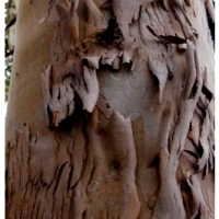 EUKALIPTUS TASMAŃSKI (EUCALYPTUS GUNNII).