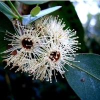 EUKALIPTUS TASMAŃSKI (EUCALYPTUS GUNNII).