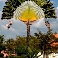 PIELGRZAN MADAGASKARSKI „DRZEWO PODRÓŻNIKÓW” (RAVENALA MADAGASCARIENSIS).