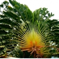 PIELGRZAN MADAGASKARSKI „DRZEWO PODRÓŻNIKÓW” (RAVENALA MADAGASCARIENSIS).