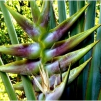 PIELGRZAN MADAGASKARSKI „DRZEWO PODRÓŻNIKÓW” (RAVENALA MADAGASCARIENSIS).