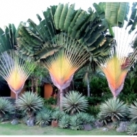 PIELGRZAN MADAGASKARSKI „DRZEWO PODRÓŻNIKÓW” (RAVENALA MADAGASCARIENSIS).