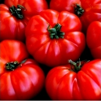 Pomidor Marmande - słodki i mięsisty: