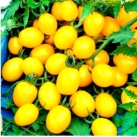 Pomidor Cytrynek Groniasty - drobny, żółty: