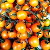 Pomidor Cytrynek Groniasty - drobny, żółty: