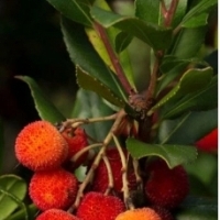 Drzewko truskawkowe - ozdobne i jadane owoce! Drzewo truskawkowe Bella:
