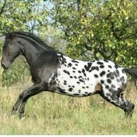 Czy wiesz, że białe konie z czarnymi cętkami są znane jako lamparty?
