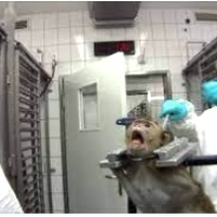 Przerażające eksperymenty na zwierzętach