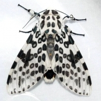 Atramentowe plamy Giant Leopard Moth.