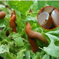 Najlepsza metoda na ślimaki. Trik ogrodnika, który nigdy nie zawodzi.