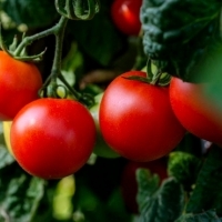Drożdże do podlewania pomidorów - brzmi dziwnie? A to najlepszy, tani i eko sposób na zdrowe warzywa.