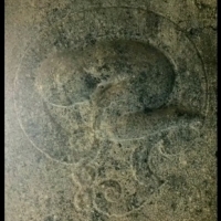 Obrazy zapłodnienia pochodzą ze świątyni Varamoortheeswarar, Ariyathurai, Tamilnadu (Indie).