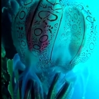 Jest to jedyne znane nagranie niezwykle rzadkiej meduzy Chirodectes maculatus znalezionej u wybrzeży Papui Nowej Gwinei.