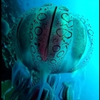 Jest to jedyne znane nagranie niezwykle rzadkiej meduzy Chirodectes maculatus znalezionej u wybrzeży Papui Nowej Gwinei.